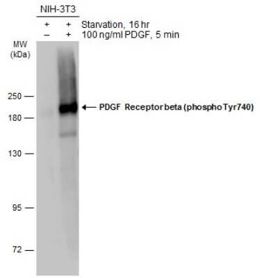 Western Blot: PDGF R beta [p Tyr740] Antibody [NBP3-13269] - Untreated (-) and treated (+) NIH-3T3 whole cell extracts (30 ug) were separated by 7.5% SDS-PAGE, and the membrane was blotted with PDGF R beta (phospho Tyr740) antibody (NBP3-13269) diluted at 1:1000. The HRP-conjugated anti-rabbit IgG antibody (NBP2-19301) was used to detect the primary antibody.